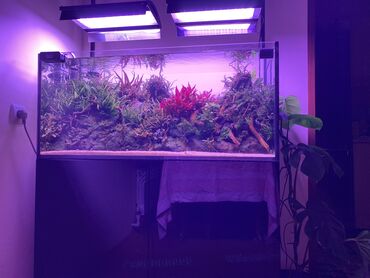 Akvariumlar: Dördbucaq akvarium, Balıqlarla birlikdə, 200 l, Ünvandan götürmə