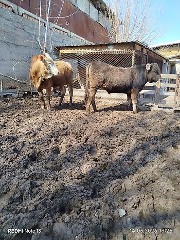 Коровы, быки: Продаю | Бык (самец) | Алатауская, Симментальская — 5