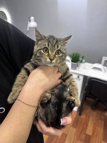 кошка в добрые руки: Пристраивается кошечка 3-4 месяца Будет очень маленькой К сожалению