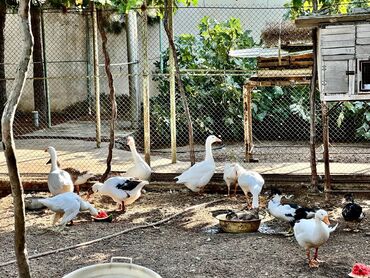 Qazlar: 🦆 🦢 ördək və qaz satılır! ✅ tam sağlam, ev şəraitində bəslənmiş — 9