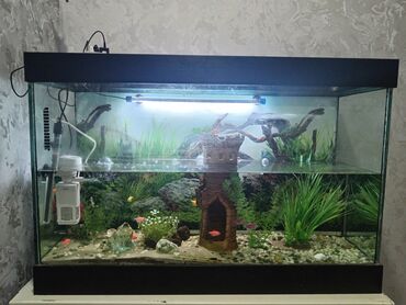 akvarium silikon: Dördbucaq Akvarium, Balıqlarla birlikdə, 150 l, Ünvandan götürmə