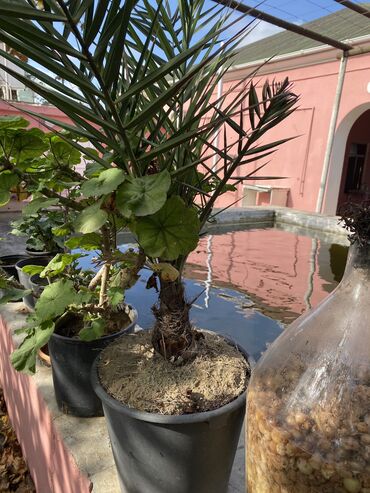 Otaq bitkiləri: Palma agacidi merdakan ozunuz gotureceksizse 20m biz gotursek biraz