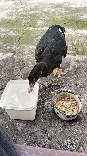 Ördəklər: Erkək, | Lal ördək, Damazlıq, Ünvandan götürmə — 4