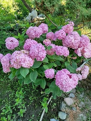 Гортензия: Саженцы — 3