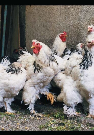 брама жожо: Продаю | Цыплята, Инкубационные яйца | Брама | На забой, Для разведения, Несушки