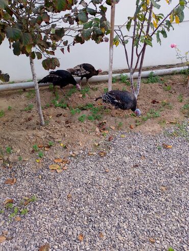 Cücələr: Hinduşka cücələri, Damazlıq — 12