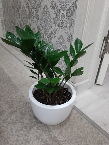 замиокулькас зензи: Замиокулькас, долларовое дерево комнатные растения, с горшком