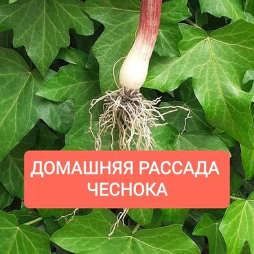 купить сплинкер для полива: Рассада овощей: Чеснок, Самовывоз, Платная доставка