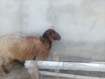 Gəmiricilər: Erkek. Temiz qala sortu Qoyun 9 ayllk yerli cins, qəhvəyi baş və
