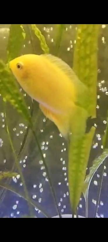 Аквариумы: Мы находимся а Беловодске! Аквариумные рыбки! черепахи тритоны !!!! — 15