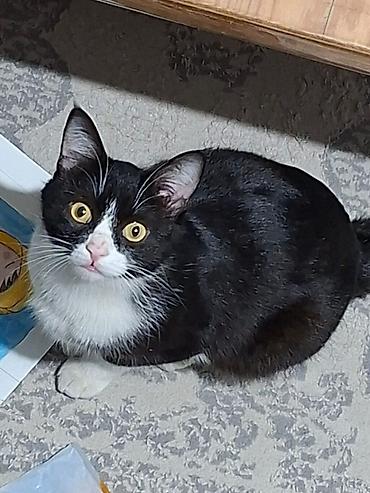 cat chow: Кошка даром: Беспородная, Мальчик, Приучена к лотку, Проглистована — 2