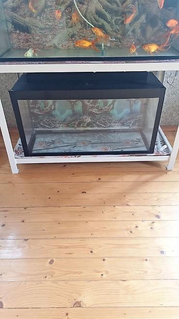 zavod akvariumu: Dördbucaq akvarium, Boş, 96 l, Ünvandan götürmə — 1