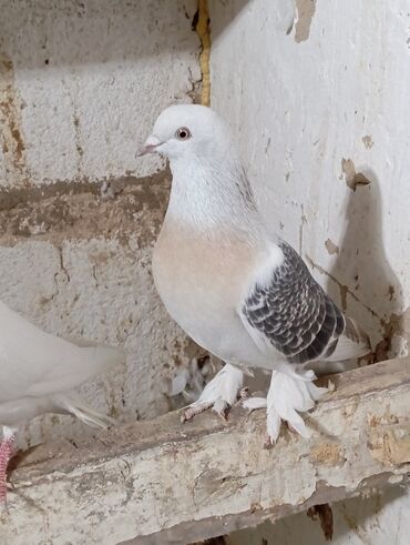 шотландская вислоухая голубая кошка: Птицы