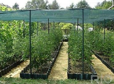 Other garden flower saplings & seedlings: Оптом и в розницу — 10