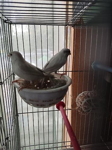 Птицы: Канарейки, попугаи, амадины, голуби! По адресу Абдрахманова315 — 4