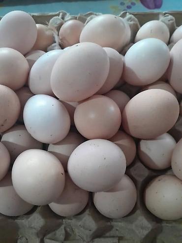 Яйца: Продаю здоровых, не инкубационных домашних курей, на мясо, на племя — 2