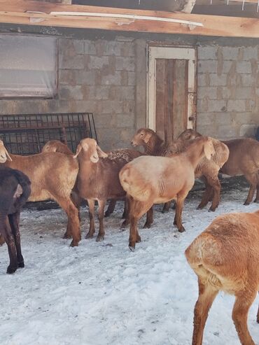 Бараны, овцы: Продаю | Ягненок | Арашан | Для разведения | Ярка