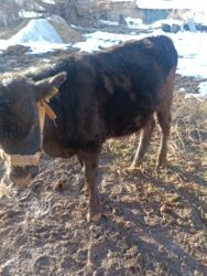 Коровы, быки: Продаю | Бык (самец) | На откорм | Привязанные — 9