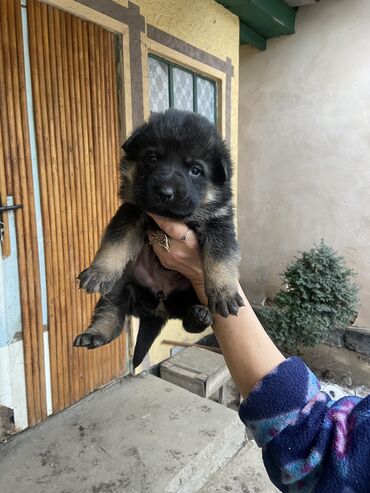 гончий собака: Овчарка, 2 месяца, Самец