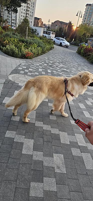 balaca cins itler: Retriever, 1 il, Dişi, Sənədli, Ünvandan götürmə — 4