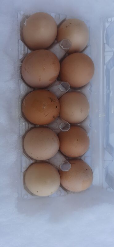 Зоотовары: Продаю домашние яйца 10 шт 140сом