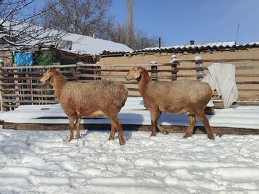 Бараны, овцы: Продаю | Овца (самка) | Арашан | Для разведения | Матка