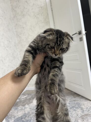 персидский кот цена: Продаю котёнка 4 месяца Продаю в связи с тем что дома дети Девочка