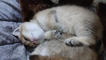 Pişiklər: Qızıl şinşilla, Erkək, Yaxşı əllərə, Ünvandan götürmə — 6