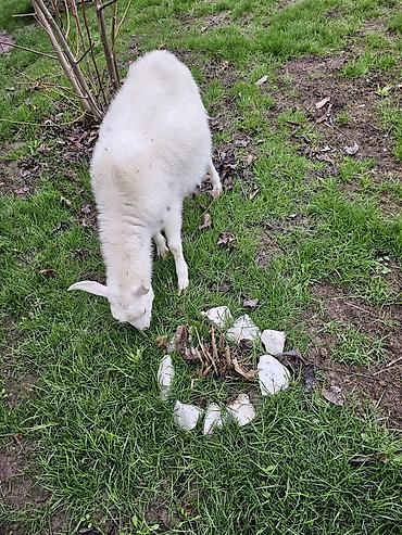 Козы, козлы: Продаю | Коза (самка) | Для молока — 5