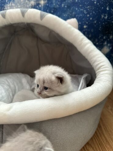 вислоухий котенок сколько стоит: Шотландская, Самка, В добрые руки