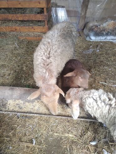 qurban bayrami qoyun sekilleri: Dişi, il: 2, Damazlıq, Ünvandan götürmə