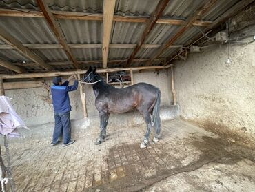 Лошади, кони: Продаю | Кобыла (самка) | Рабочий — 8