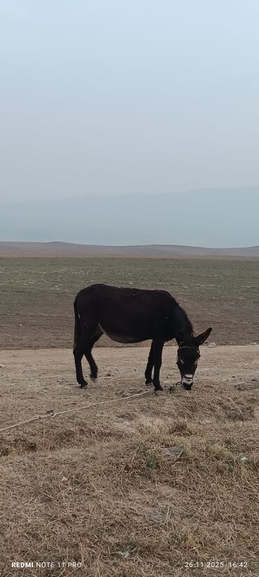 Eşşəklər: Məhsul: Qoyun Eşşəyi dişi boğaz 077-409-41-42 Bəhman qiymət 100₼ — 8