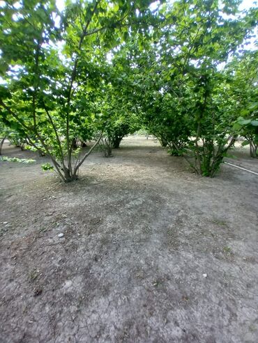 Həyət evləri və villaların satışı: Qiymət sondur. Əla yerləşmə: Heydər Əliyev küçəsi Yalama kəndinin — 9