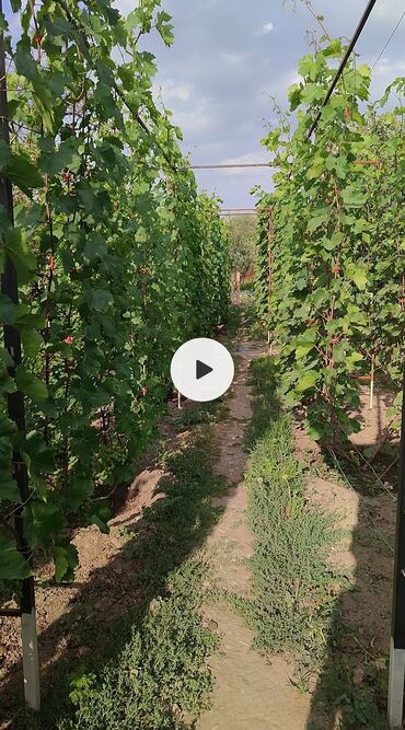 Фрукты и ягоды: 2-летние саженцы винограда. Все сорта винограда на фото исключительно — 10