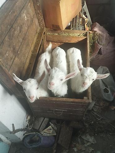 Козы, козлы: Продаю | Козёл (самец) | Для разведения | Племенные — 8