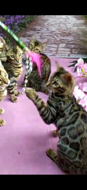 Продажа кошек: Бенгальские котята Проф.Питомник Бен Гла Мур предлагает.чудесных — 19