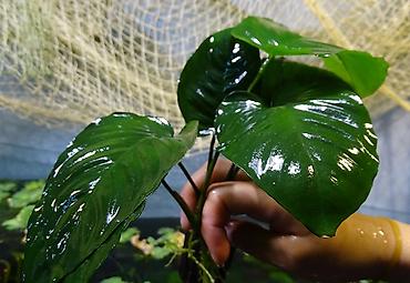 quzu qiyməti: Anubias akvarium bitkisi.anubias barteri, heterophyyla, anqustifolia — 1