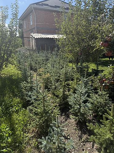 casa bella: Ели голубые (Picea pungens, «Голубая ель») — саженцы с открытой — 2