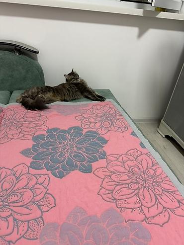 Отдам даром кошку: 1 год, Девочка, Приучена к лотку — 5