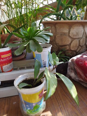 kaktus: Хойя,каменная роза,розовый эпифилум,кактусы, календула