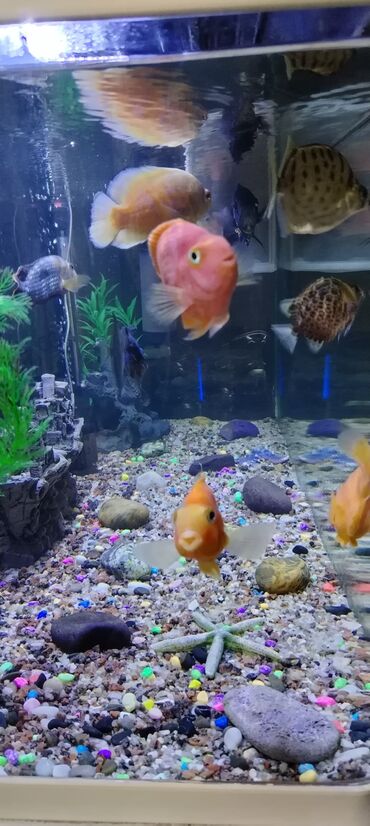 Akvariumlar: Salam zavod akvarium olcusu 1.20_60_45 yanlari aval 2 dene filteri — 6