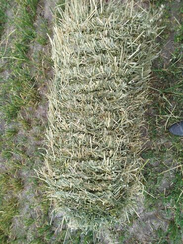 Зерновые культуры: Беде Беде Беде Клевер Клевер доставка укладка эсть. туки метровые — 5