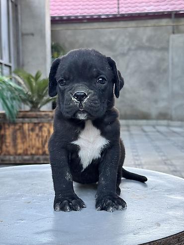 İtlər: Kane-Korso, 1 ay -da lalafo.az — 8 İtlər: Kane-Korso, 1 ay — 8