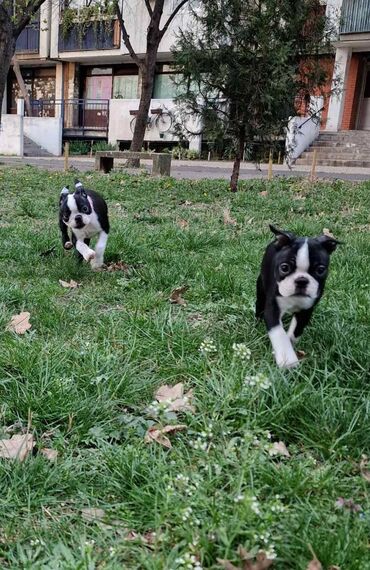 Psi: Na prodaju štenci rase BOSTON TERIJER, prekrasnih, zdravih roditelja na lalafo.rs — 9 Psi: Na prodaju štenci rase BOSTON TERIJER, prekrasnih, zdravih roditelja — 9