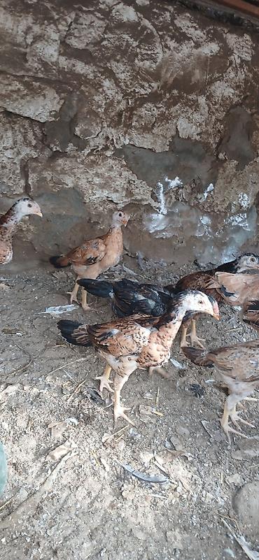 quş satışı: Heyrati6 ti cuce 1 ay yarimliqdi 1 Fere yeni analari 150 manata super — 5