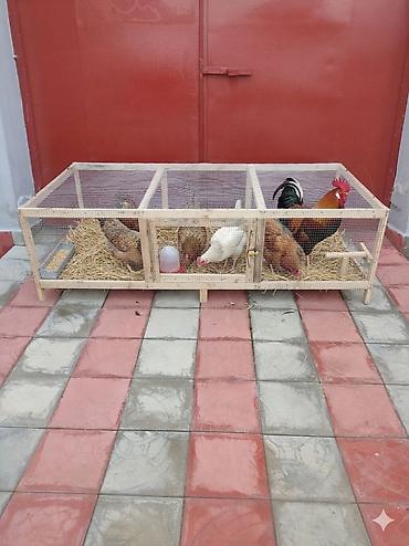 Qəfəslər: Taxta brooder/qəfəs-kamera (istixana tipli qutu) - Material — 17