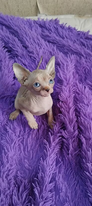 отдам котят: Sfinks, Dişi