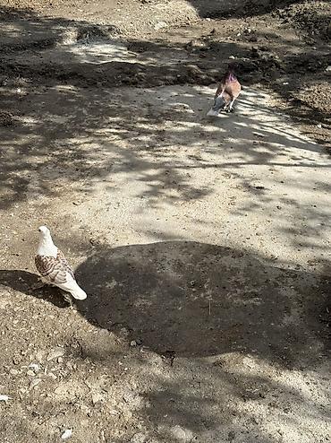 azerbaycanca pişik adlari: Hunkariler satilir 2 dene erkey 2 denede bala Hunkariler — 2