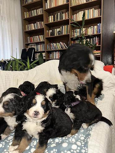 Psi: Štenci bernskog planinskog psa - Rasa: bernski planinski pas (Bernese — 2